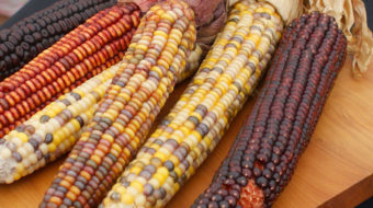 This week in history: Worldwide Maize Day