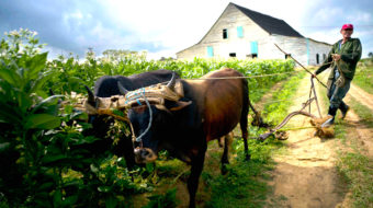 Ecological agriculture in Cuba: Key to sustainability