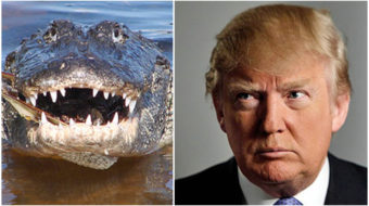 Comparing Trump administration to alligators is insult to alligators