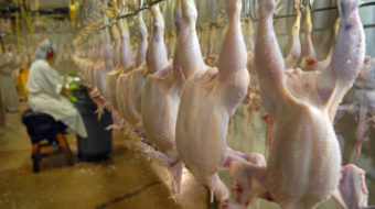 UFCW, top anti-poverty group oppose chicken industry speed-up scheme