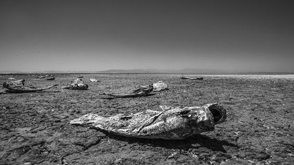 Fighting for breath by the dying Salton Sea