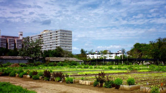 Agrotowns: Ecological pathways to development