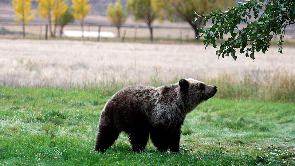 ‘Not in Our Name’: Tribal voices in defense of grizzly