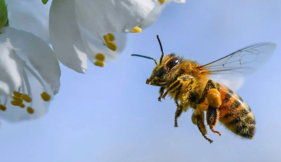 Why is Cuba having the healthiest bees?