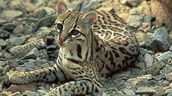 Rare footage of Arizona ocelot shows what could be lost by border wall