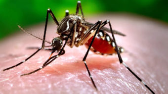 Climate change could spread dengue fever through southeast U.S.