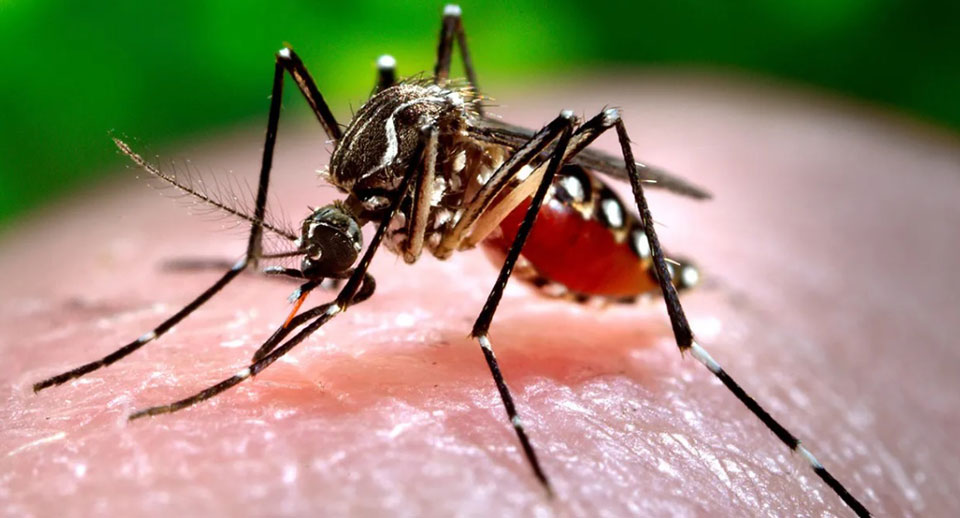 Climate change could spread dengue fever through southeast U.S.
