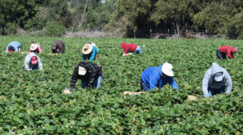 Farmworkers: Big California farm sickens workers, families with coronavirus