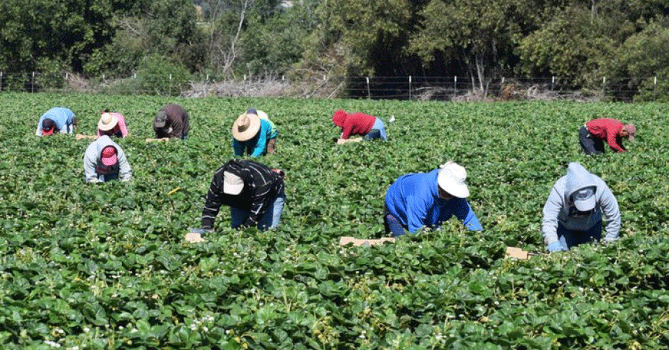 Farmworkers: Big California farm sickens workers, families with coronavirus