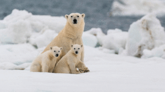 Due to climate change, polar bears could be nearly extinct by 2100