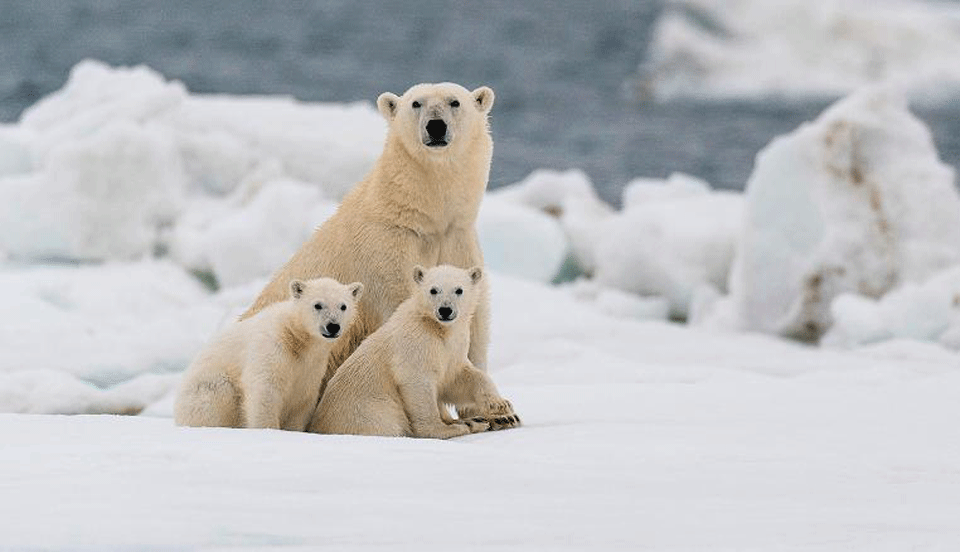 Due To Climate Change Polar Bears Could Be Nearly Extinct By