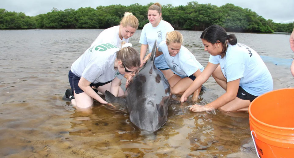 Toxic fossil fuel chemicals poisoning dolphins and whales, study finds