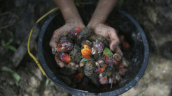 Top consumer brands, big banks linked to brutal palm oil worker abuses