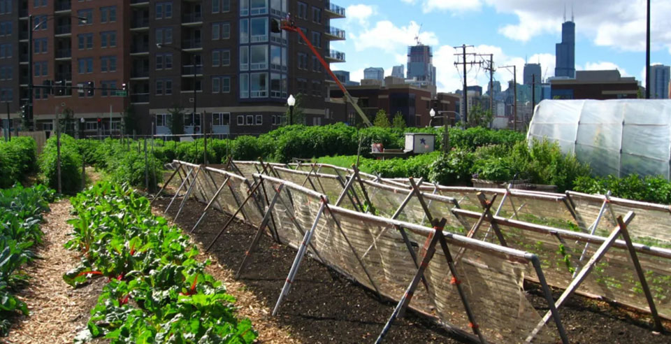 54 million in U.S. may go hungry during the pandemic – can urban farmers help?