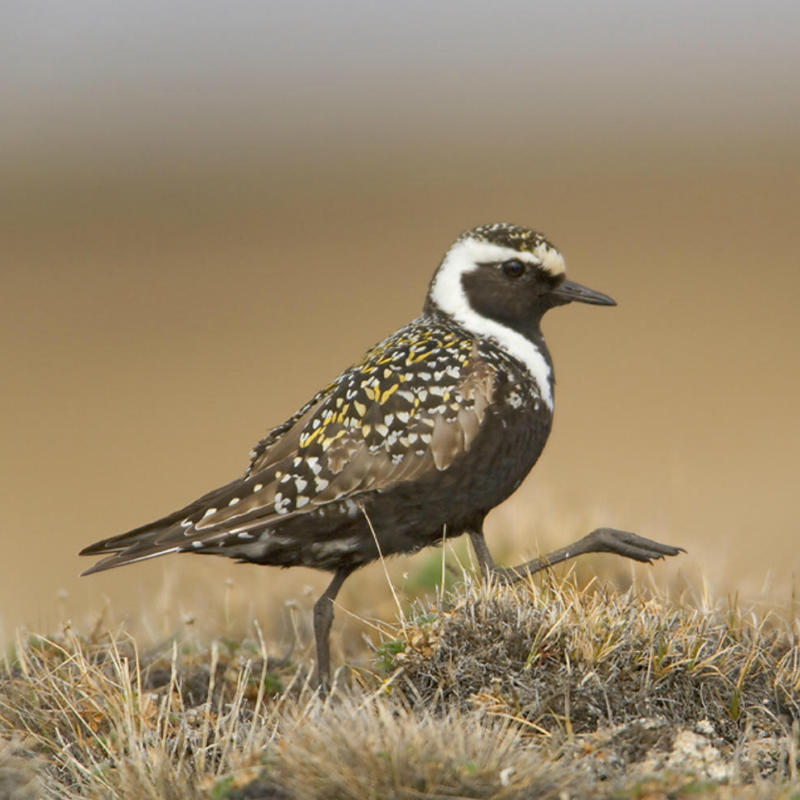 Bank refusal and lawsuit may trump Trump drilling in wildlife refuge ...