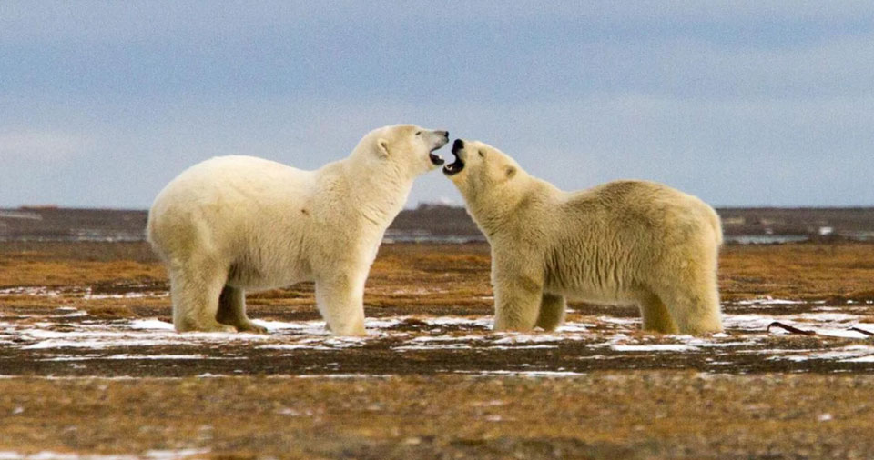Court rejects Trump’s drilling proposal in major victory for polar bears and climate