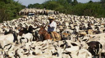 Global demand for meat propels deforestation in Brazil, says report
