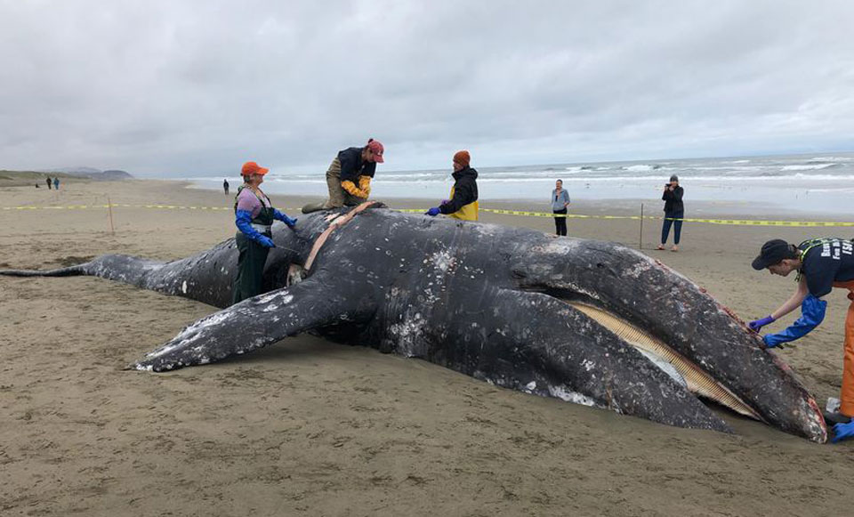 Malnutrition, ship strikes likely cause of spate of whale strandings