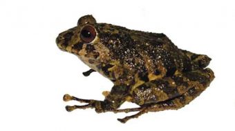 Unique Ecuadorian frog discovered, named after Led Zeppelin