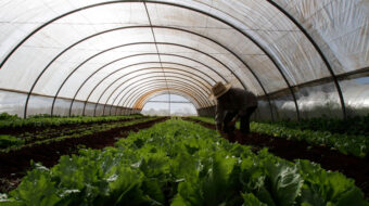 Lecciones que aprender de la agricultura regenerativa de Cuba