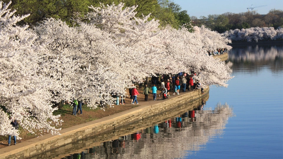 Peak cherry blossom season in Washington, D.C. is early again