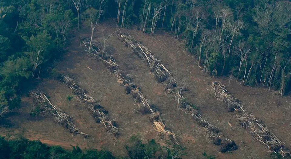 Record deforestation in Brazil's  rainforest shows challenge