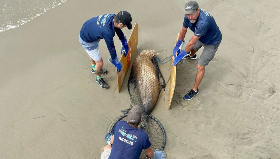 California sea lions stricken by toxic red tide crisis – People's World