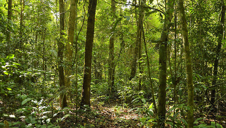 La recuperación de los bosques puede compensar solo una cuarta parte de la deforestación tropical