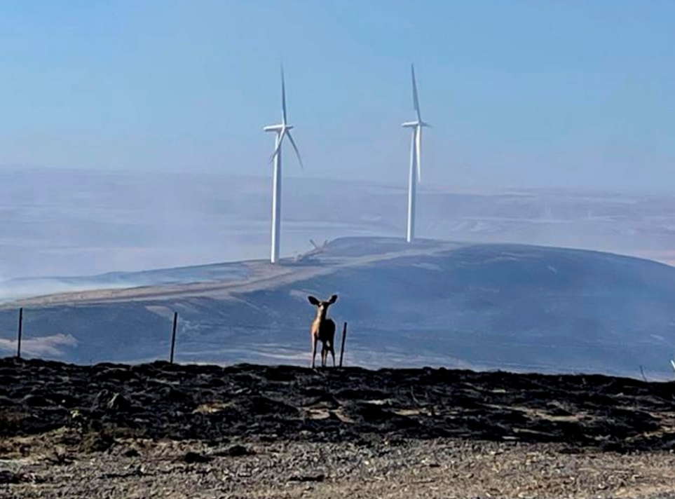 Washington state wildfires endanger animals, homes, crops, renewable energy farms