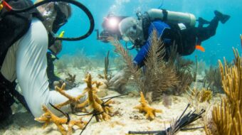 Florida’s Coral Reef still stands a chance at survival