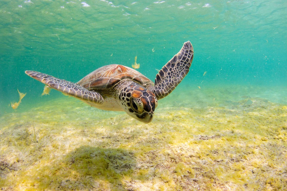 Pollution puts threatened sea turtle reproduction in danger