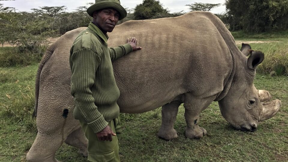 Successful in vitro fertilization breakthrough could save northern white rhino