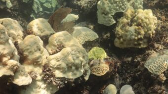 Marine heat waves can affect microorganisms enough to cause ‘profound changes’ to ocean food chain