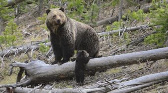 U.S. Fish and Wildlife considers restoring grizzly bears in Idaho and Montana