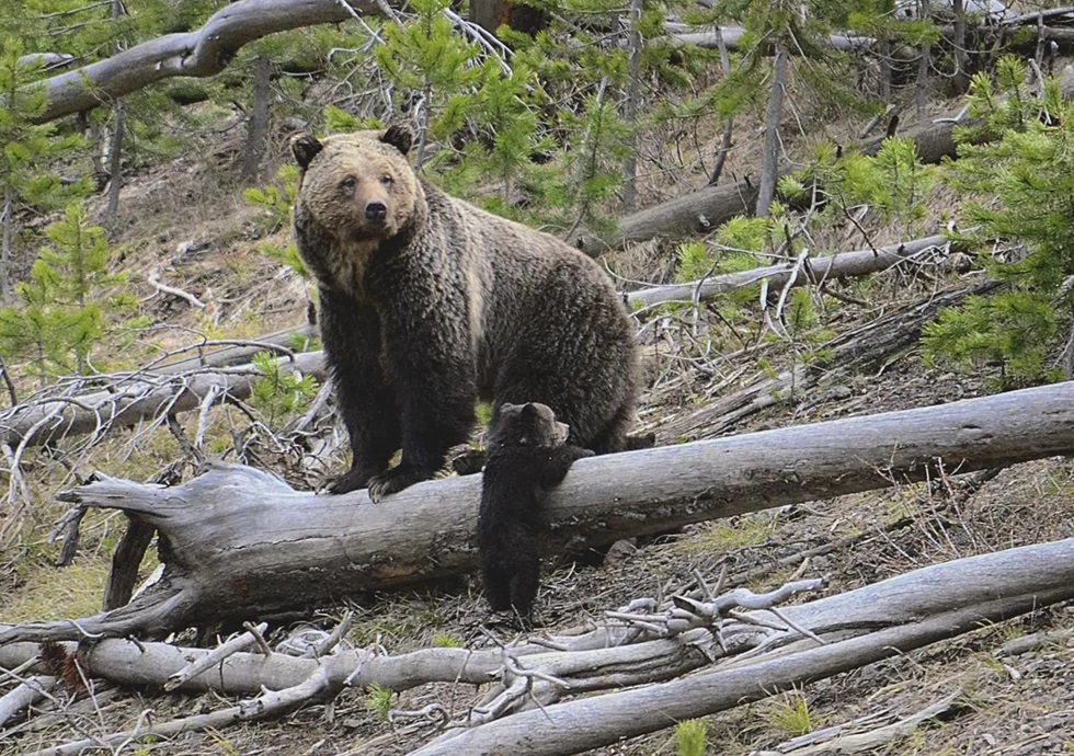 U.S. Fish and Wildlife considers restoring grizzly bears in Idaho and Montana