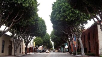 Removing Whittier’s trees — Who benefits?
