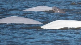 Alaska federal court overturns oil lease sale in critical beluga whale habitat