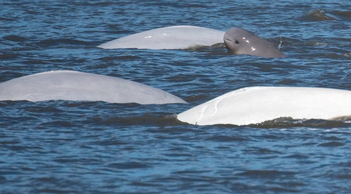 Alaska federal court overturns oil lease sale in critical beluga whale habitat