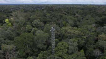 Amazon rainforest’s role as carbon sink now in danger, new study warns