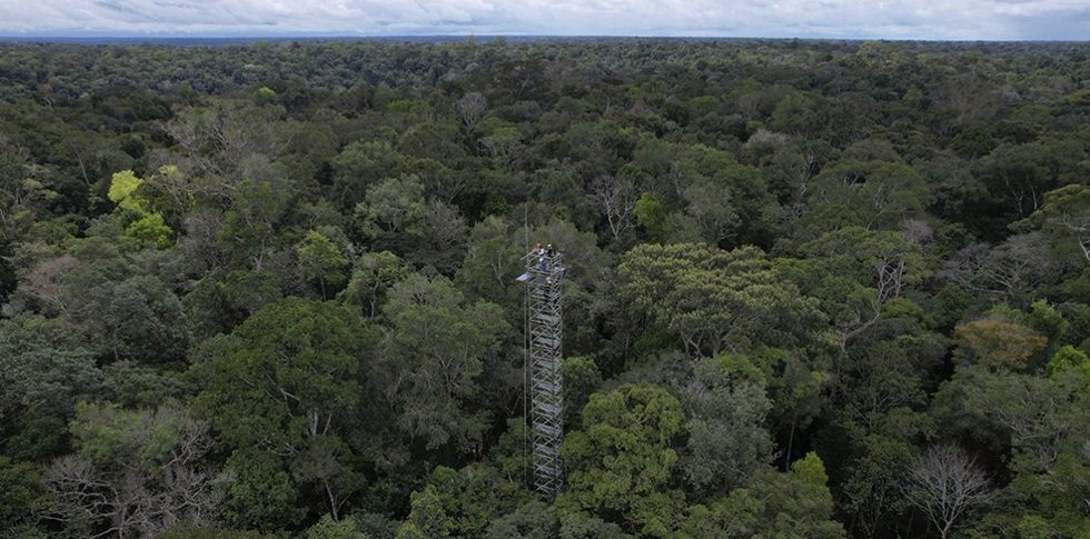 Amazon rainforest’s role as carbon sink now in danger, new study warns