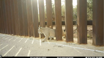 New section of Trump’s border wall will threaten wildlife in Arizona’s San Rafael Valley