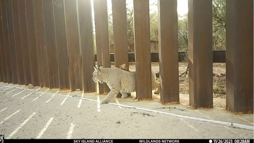 New section of Trump’s border wall will threaten wildlife in Arizona’s San Rafael Valley