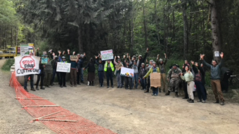 A timber parcel chant: ‘Dave, don’t cut the Grove!’