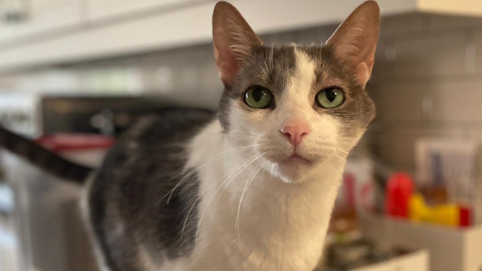 Landlords’ pet restrictions make housing market worse, drive rents higher