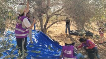 Army harassment, settler attacks: Olive harvest season in the West Bank