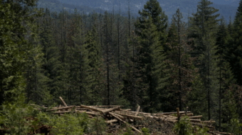 Trump administration advances plan to open national forests to development