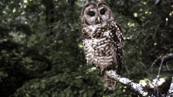 Trump administration guts Endangered Species Act, nature advocates fight back