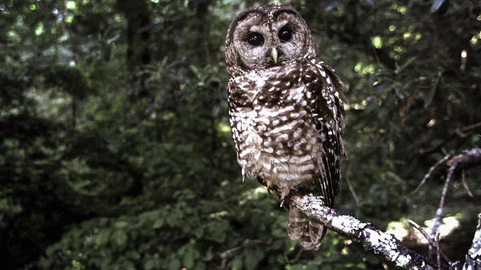 Trump administration guts Endangered Species Act, nature advocates fight back